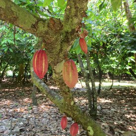 The Guardian focuses on the rise of tree to bar chocolate production in cocoa growing countries & why it is so important