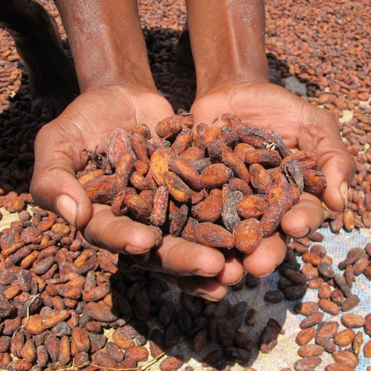Why cocoa prices are rising crazily fast