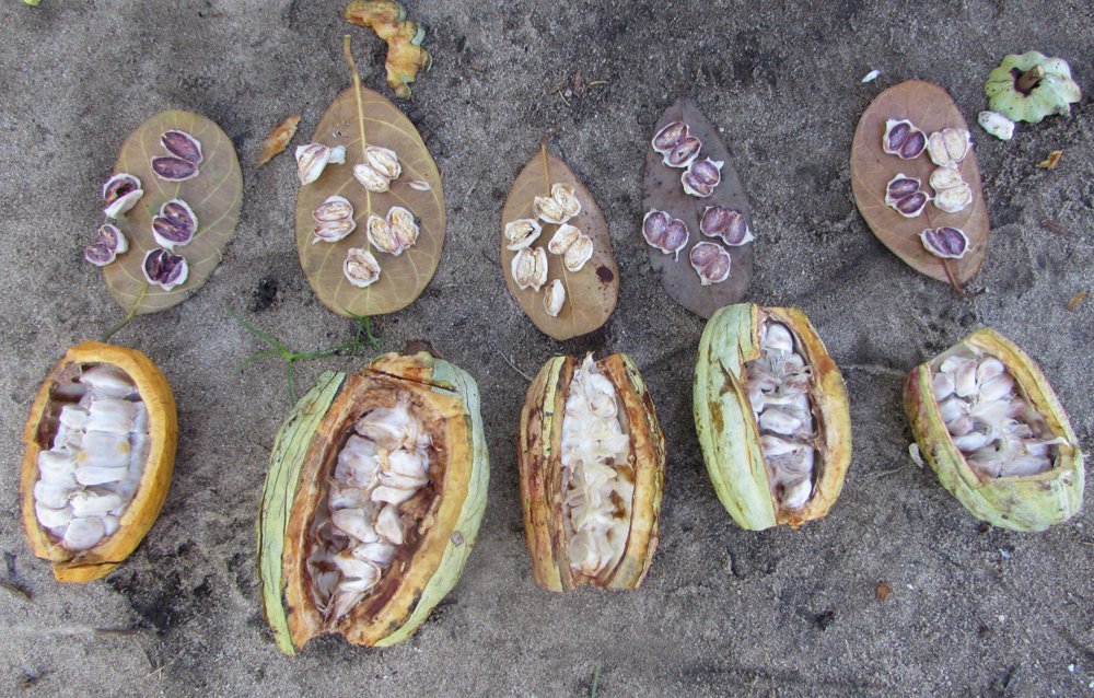 opened cocoa pods & cocoa beans madagascar