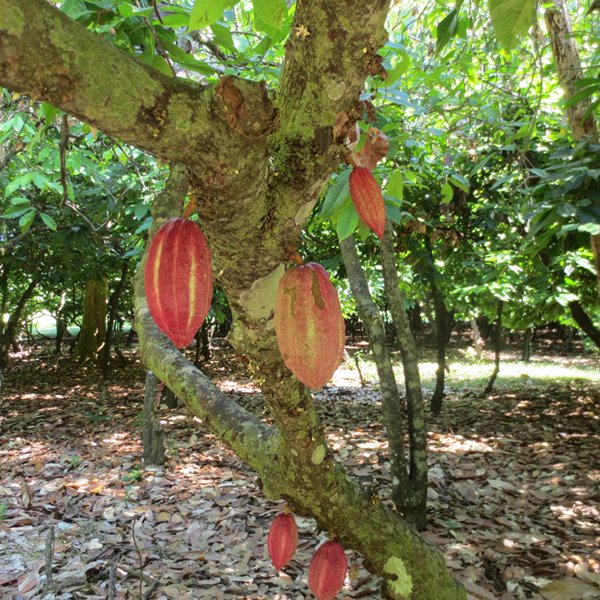 cocoa tree in Sambirano madagascar