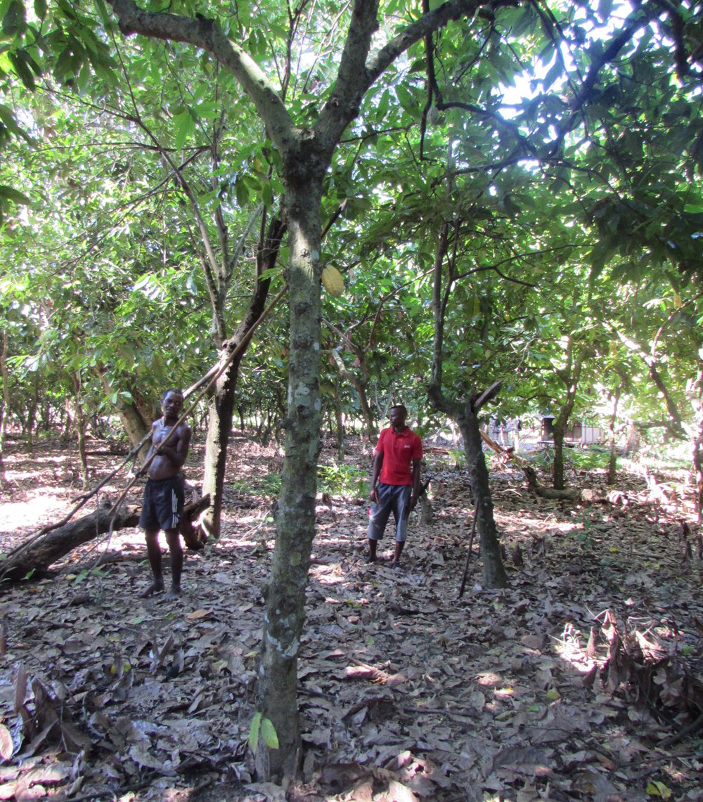 cutting cocoa pods off tree madagascar