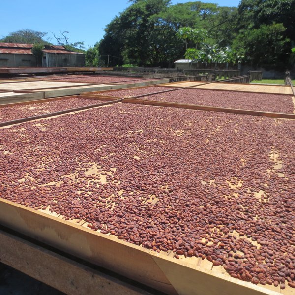 dryinc cocoa beans madagascar