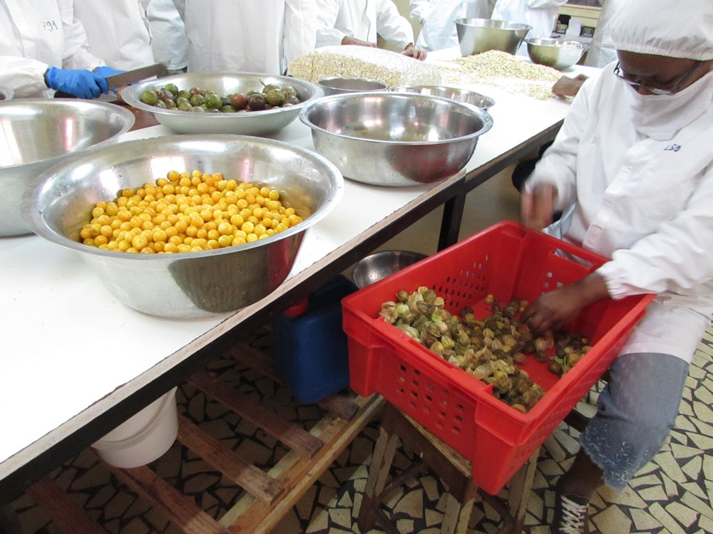 preparing pokpok fruit at robert chocolate factory madagascar