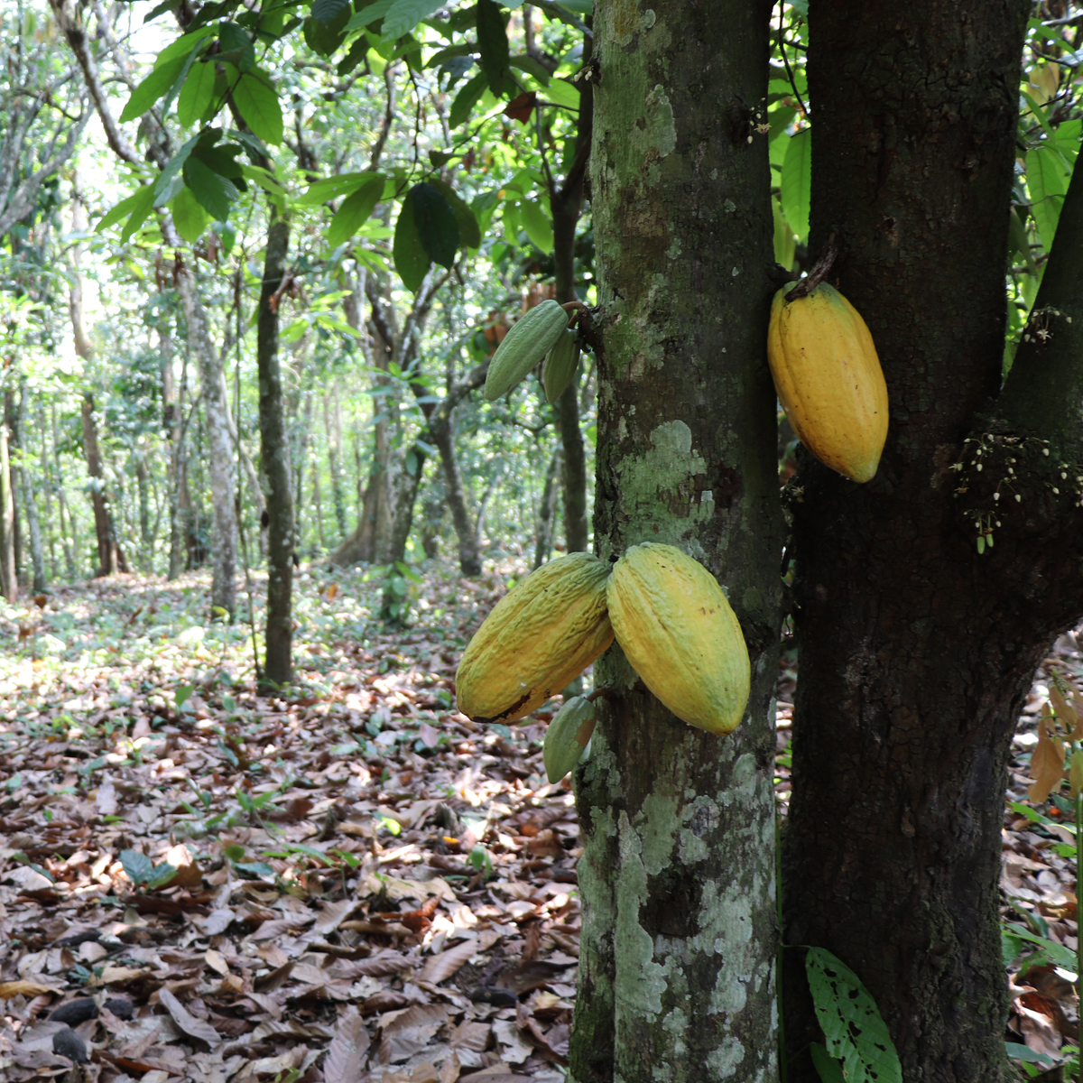 cocoa tree on Hacienda Zoilita Ecuador